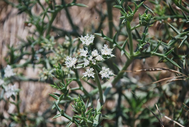 Echinophora spinosa